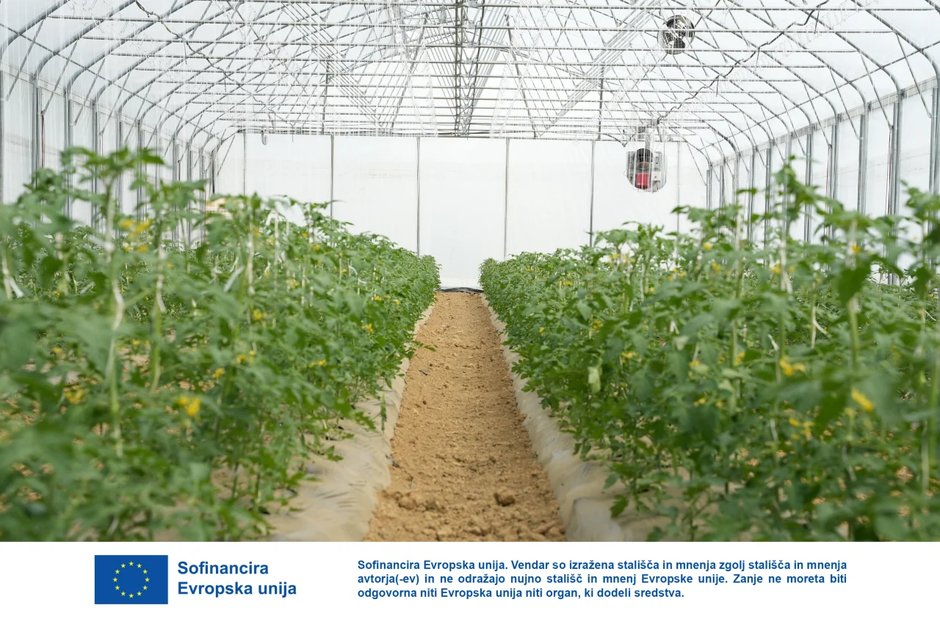 paradižnik v rastlinjaku Moja biodežela | Avtor: Sobotainfo.com
