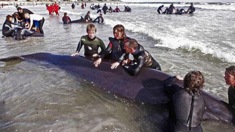 Kitom je poskušalo pomagati več kot 100 ljudi.