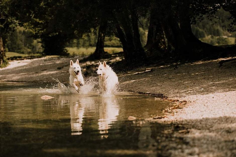 Beli švicarski ovčar | Avtor: Damjana Jugovic Božnar