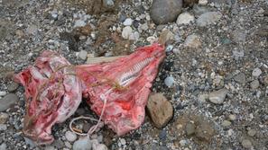 Svinjske glave na gradbišču