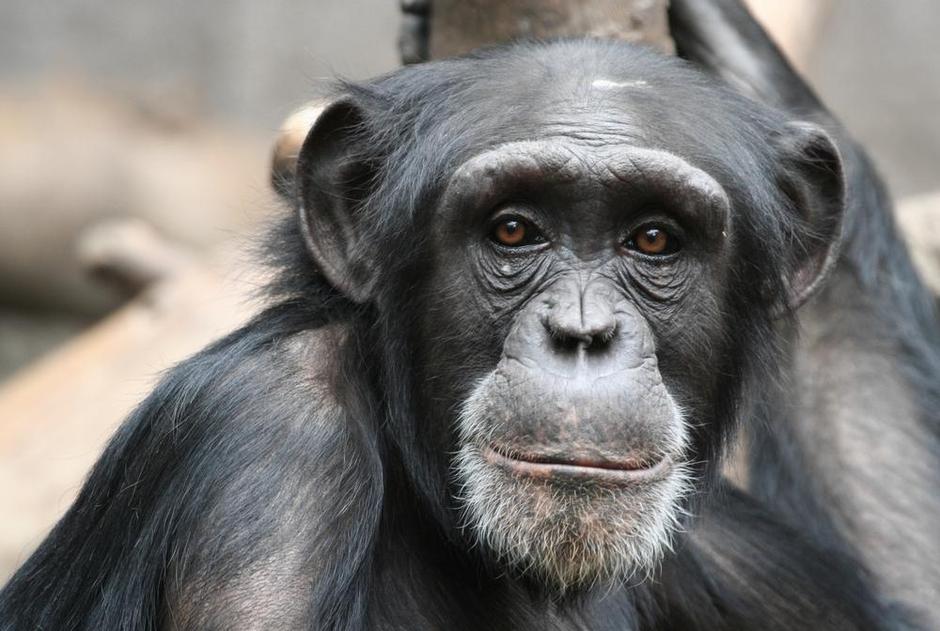 opica, simpanz | Avtor: Žurnal24 main