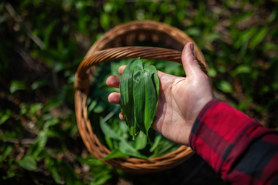 Čemaž | Avtor: Profimedia