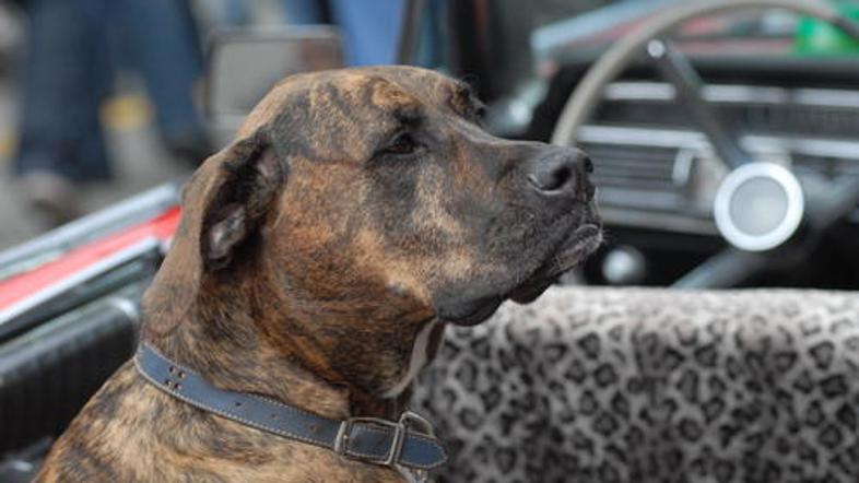 (Foto: Shutterstock)