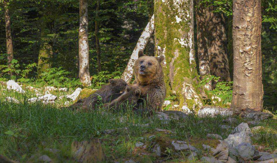 Iskala je odvržena rogovja jelenov, nato je srečala medveda
