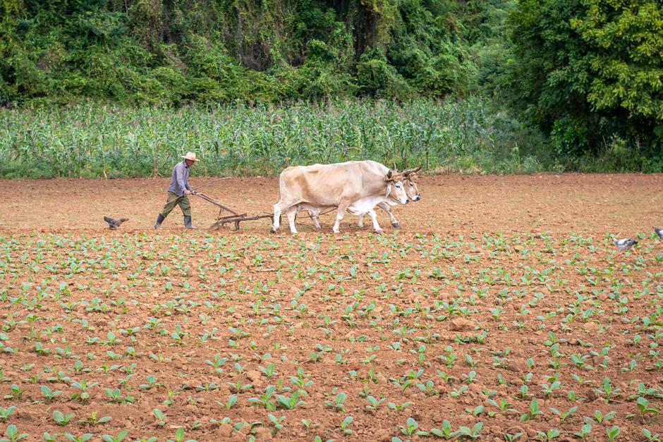 moški orje njivo | Avtor: Profimedia