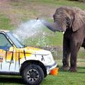 Five je fantom pomagala oprati zaprašen avto. (Foto: West Midland Safari Park)