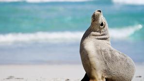 Na Kangaroo Islandu vrvi od življenja, a nekatere ogrožene živalske vrste bodo d