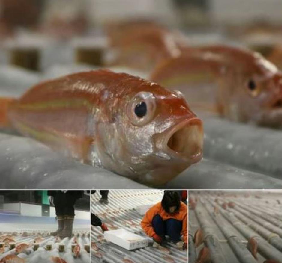 Ribe drsališča | Avtor: PR