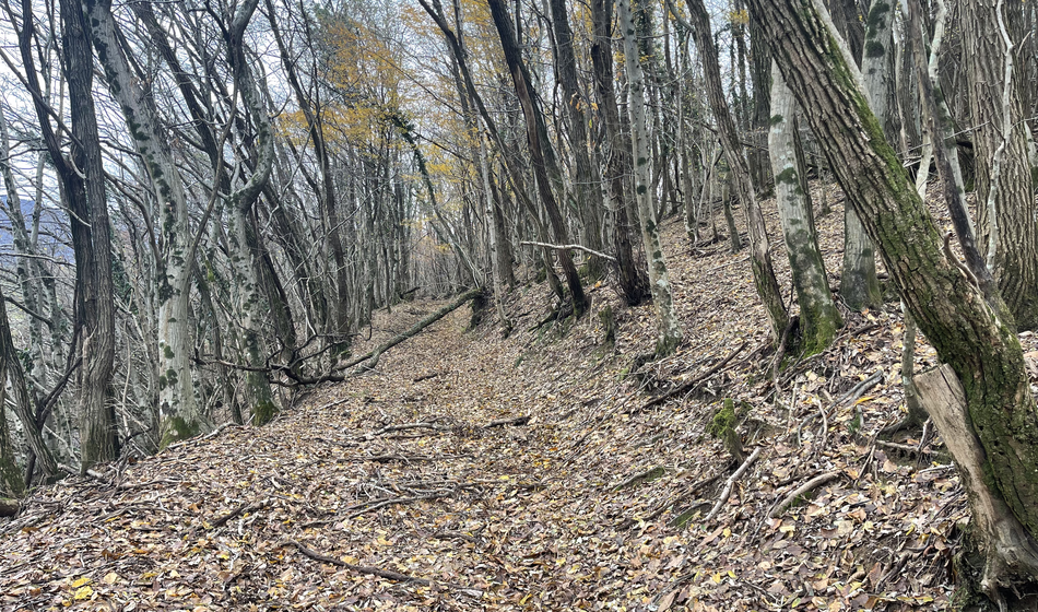 V gozdu našel pretepenega prijatelja, čez nekaj ur