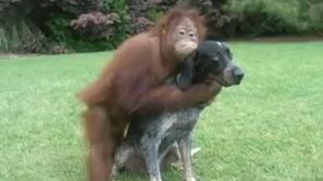 Orangutan, pes