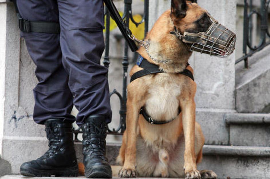 Policijski pes bi moral pobrati palico, ki mu jo je policist vrgel proti ograji,