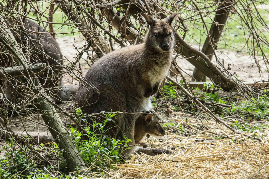 ZOO ljubljana ljubljanski živalski vrt rdečevrati kenguru