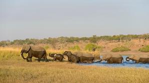 Afriški sloni