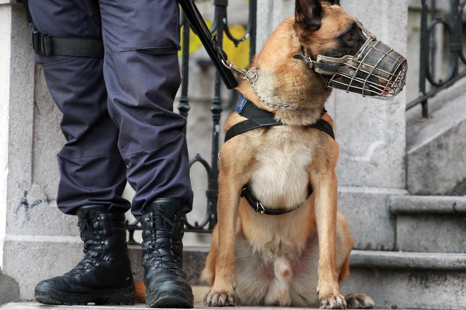 Osumljence kaznivih dejanj ustavljajo psi z nagobčnikom, lahko pa tudi brez njeg | Avtor: Žurnal24 main