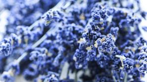 Zaščita proti komarjem je poleti nujna za brezskrbno uživanje na prostem. (Foto: