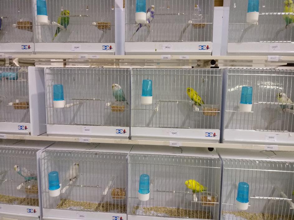 Društvo za varstvo in vzgojo ptic Nova Gorica