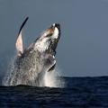 V preteklosti so bili kiti grbavci zaradi lova že tik pred izumrtjem.