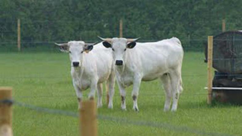 Belo govedo in redka vrsta trave so našli svoje koristi.
