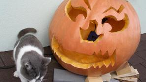 Buča naše bralke Natalije. (Foto: bralka Natalija)