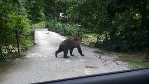 Medved v Iški