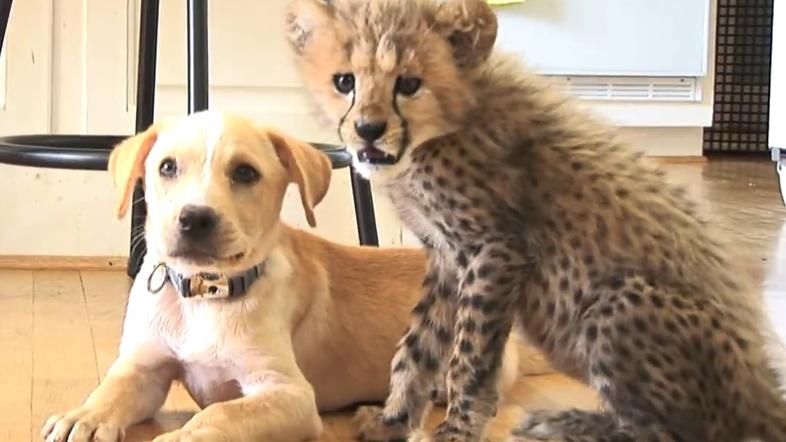 Prijateljstvo med čito in kužkom