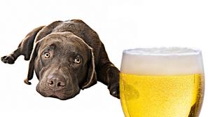 Sedaj lahko tudi svojemu psu privoščite hladno pivo. (Foto: Shutterstock)