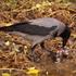 siva vrana (Corvus cornix)