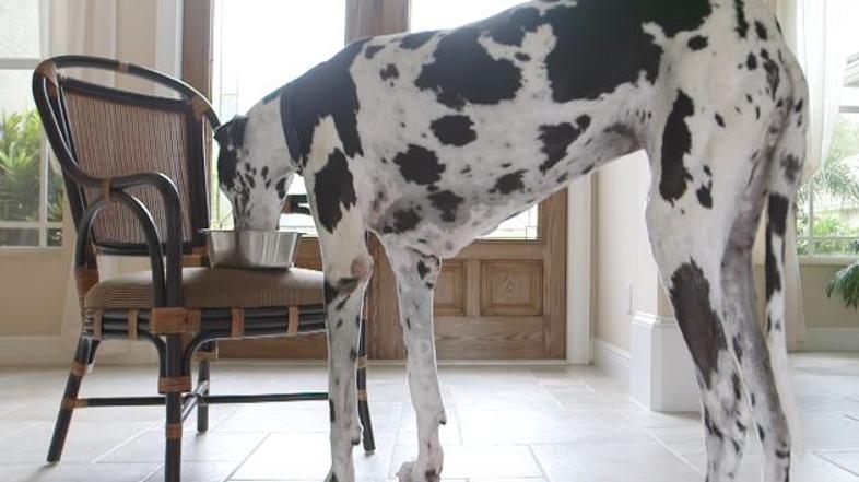 Največja psica na svetu