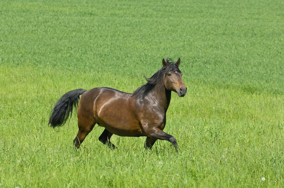 konj kobila | Avtor: Profimedia