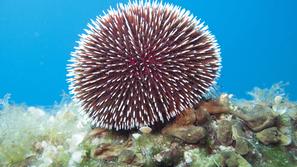 Morski ježek