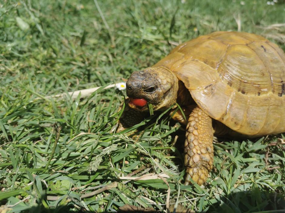 želve Dejan Šek | Avtor: arhiv zelvica.net
