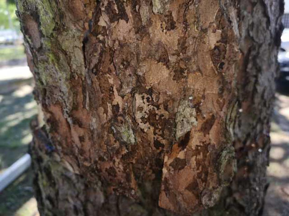 Smreka, lubadar, kapucinski samostan v Škofji Loki