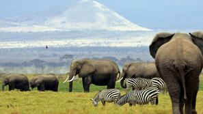 Narodni park Amboseli, Kenija