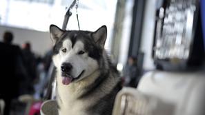 Pasja razstava v Ljubljani 