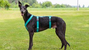 Wally v oprsnici: Galgina