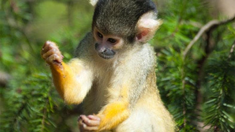 Ob prihodu štirih sajmirijev v živalskem vrtu pripravljajo celodnevni dogodek, k