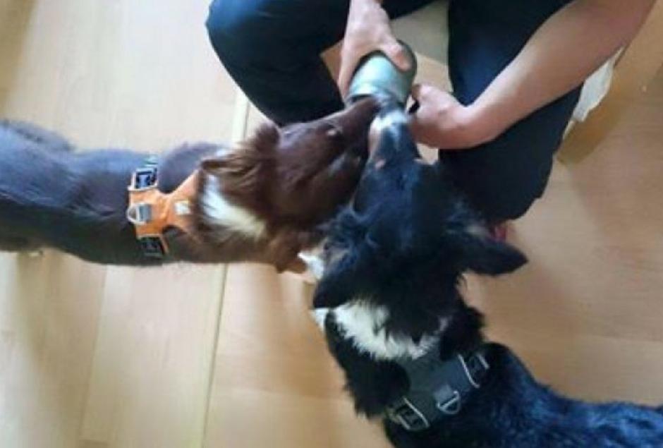 Pasji kokos | Avtor: Andreja Cilenšek