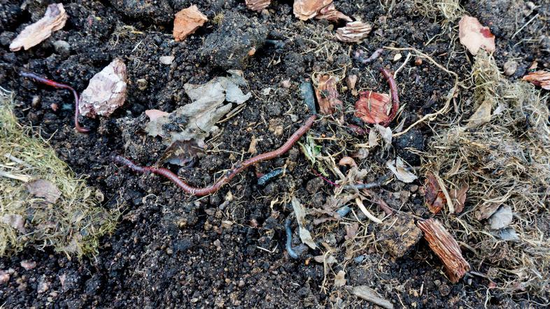 Kalifornijski deževniki