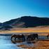 Puščava Gobi, Mongolija