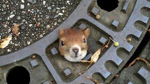 Veverica obtičala v kanalizaciji