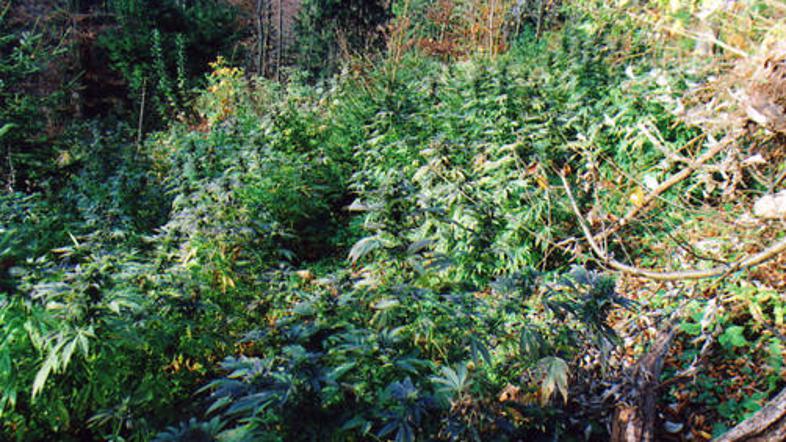 Mozirski policisti so na območju Rovta pod Menino posekali 1177 sadik konoplje, 