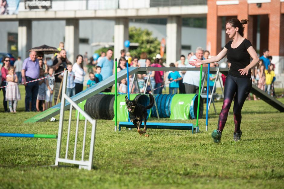 Dežela prijateljev | Avtor: Anže Petkovšek