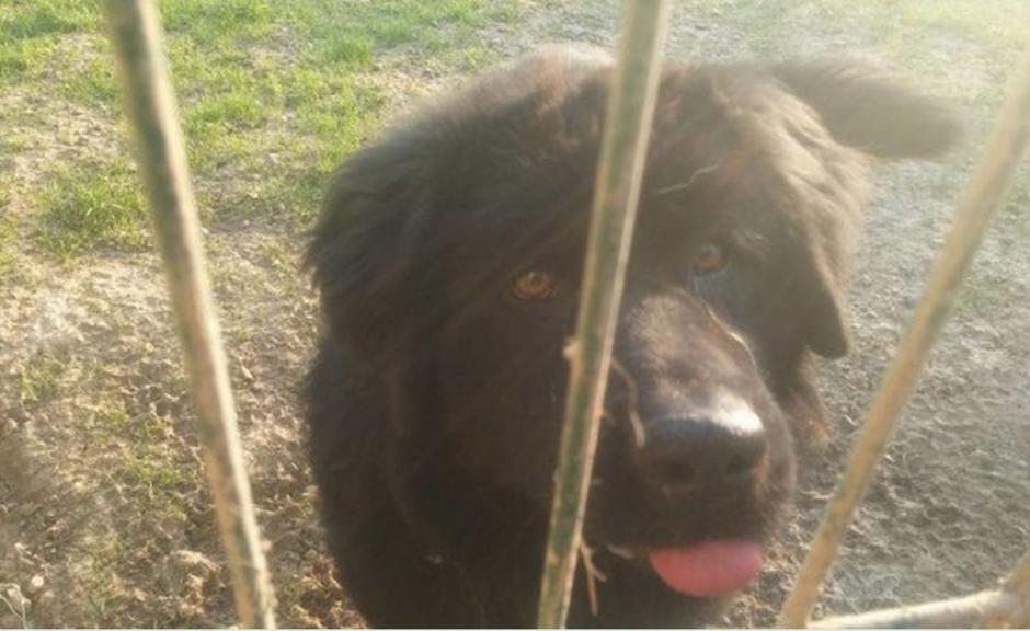 Zavetišče Horjul | Avtor: Zavetišče Horjul