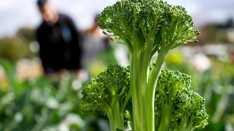 brokoli, zelenjava, vrt