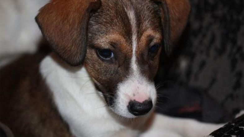 Dobro premislite, kaj boste komu podarili. (Foto: Zavetišče Horjul)