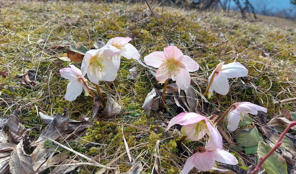 Ta teden eden najmočnejših v letu!