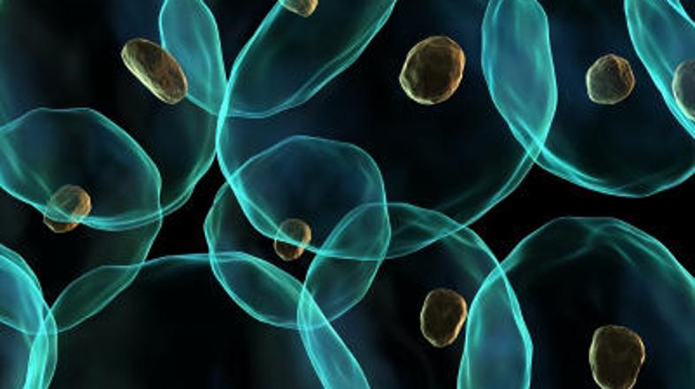 Raziskovalci so ugotovili, da lahko kožne celice reprogramirajo, da se vedejo ko