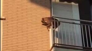 Pes na balkonu