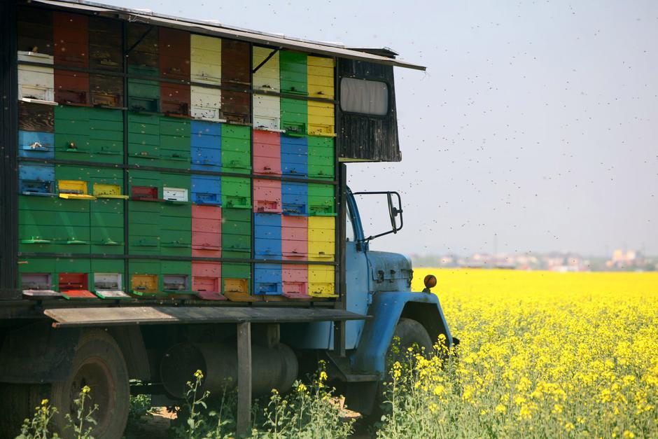 Bedeku so strupi že leta 2008 pomorili čebele v panjih pri Pesnici. Takrat je od | Avtor: Žurnal24 main