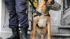 Osumljence kaznivih dejanj ustavljajo psi z nagobčnikom, lahko pa tudi brez njeg